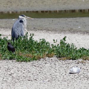 Grey heron