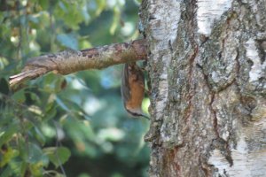 Nuthatch