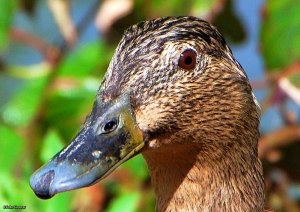 Mallard Duck