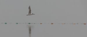 sandwich tern