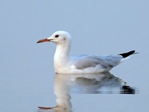 Slender-billed gull