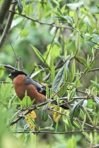 Bullfinch