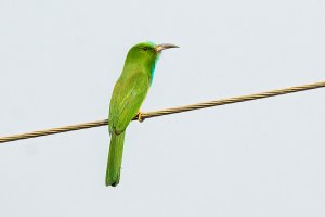 Blue bearded bee-eater