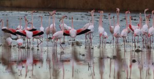 flamingos on parade