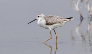 Marsh sandpiper