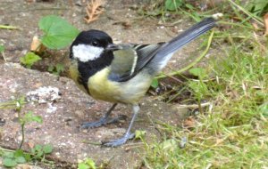 Great Tit