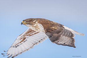 Ferruginous Hawk, Boulder County Colorado