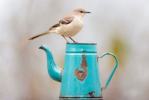 Mockingbird in Alabama