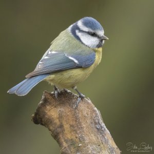 Blue Tit