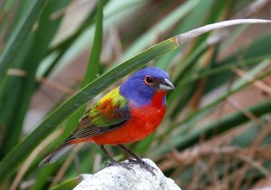 Painted Bunting