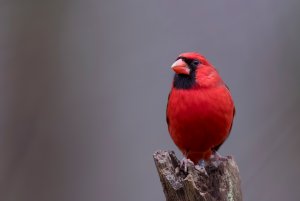 Male cardinal in Alabama