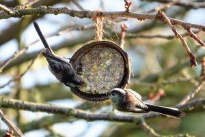 Long Tailed Tits