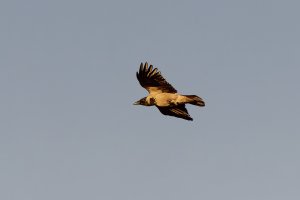 Hooded crow in flight