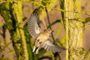 Chaffinch take-off