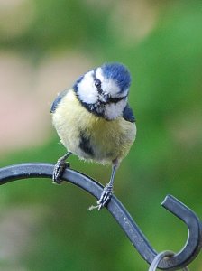 Blue tit