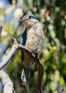 Sacred kingfisher