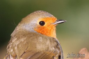 robin