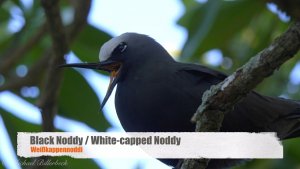 Black Noddy / White-capped Noddy