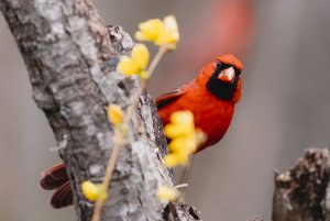 Cardinal in Alabama