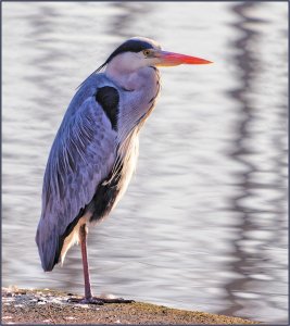 Grey Heron