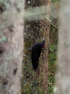 Female black woodpecker