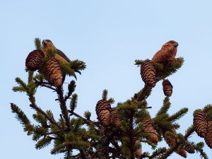 Crossbills