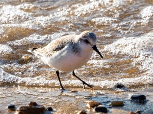 Dunlin