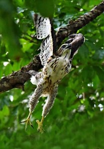 Juvenile Crested Goshawk taking off