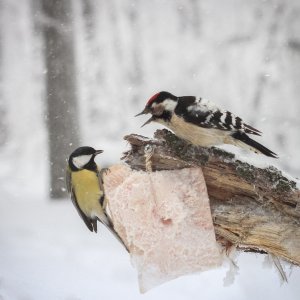 Lesser Spotted Woodpecker and Great Tit