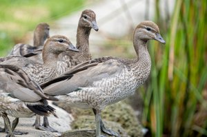 Australian Wood duck (f) possibly juveniles.