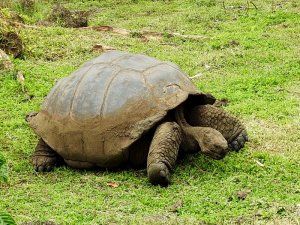 Galapagos Tortoise_Santa Cruz Is-BF.JPG