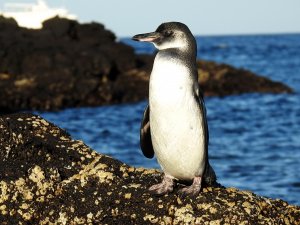 Galapagos Penguin on Isla Santiago