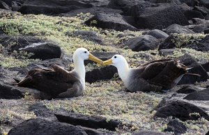 Waved Albatrosses