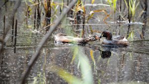 Australasian Grebe feeding feeding chick.