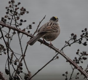 Golden-crowned Sparrow. Ford's Pond 12.12.21.JPG