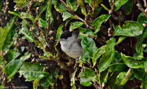 Blackcap ( Male ) peeping out of our Laurel Hedge.