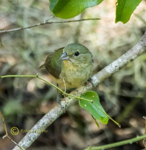 Painted Bunting, Female