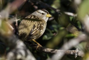 Pugetensis White-crowned Sparrow