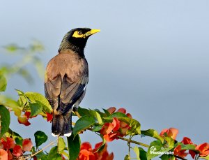 Common Myna