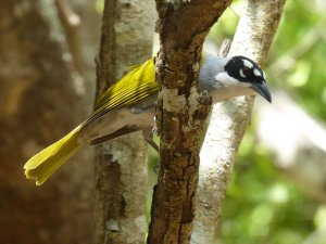 Black-crowned Palm-Tanager1.jpg