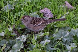 Golden-crowned Sparrow a.jpg