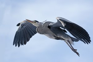 Heron flight