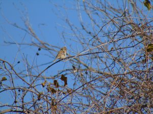 Field Sparrow