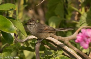 Plain-mantled tit-spinetail BF.jpg