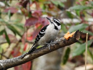 Female Downy woodpecker.jpg