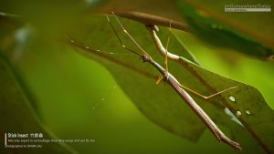 Stick Insect, Borneo