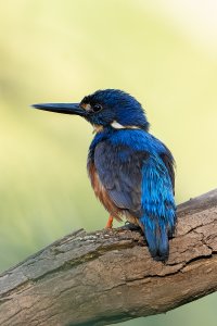 Azure Kingfisher