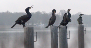 A Contortion of Cormorants