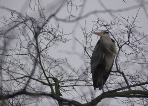 Grey Heron