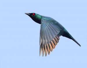 Flight shot of Asian Glossy starling